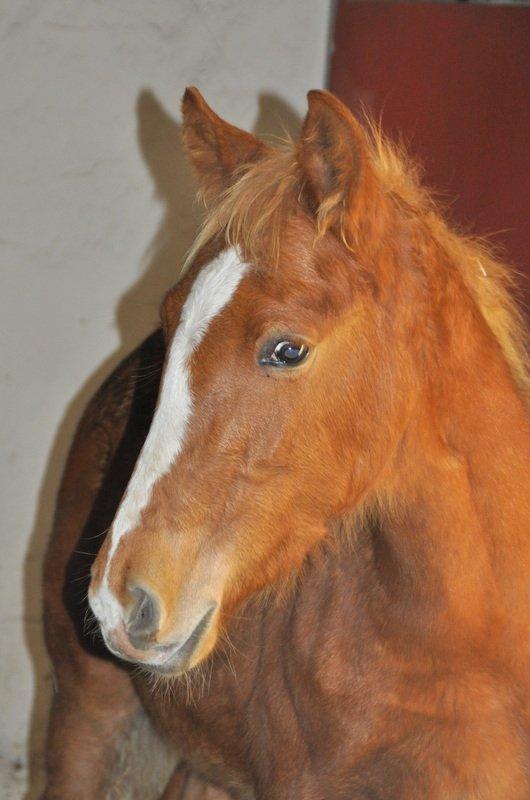 Frederiksborg Nytoftgaards Akado billede 1