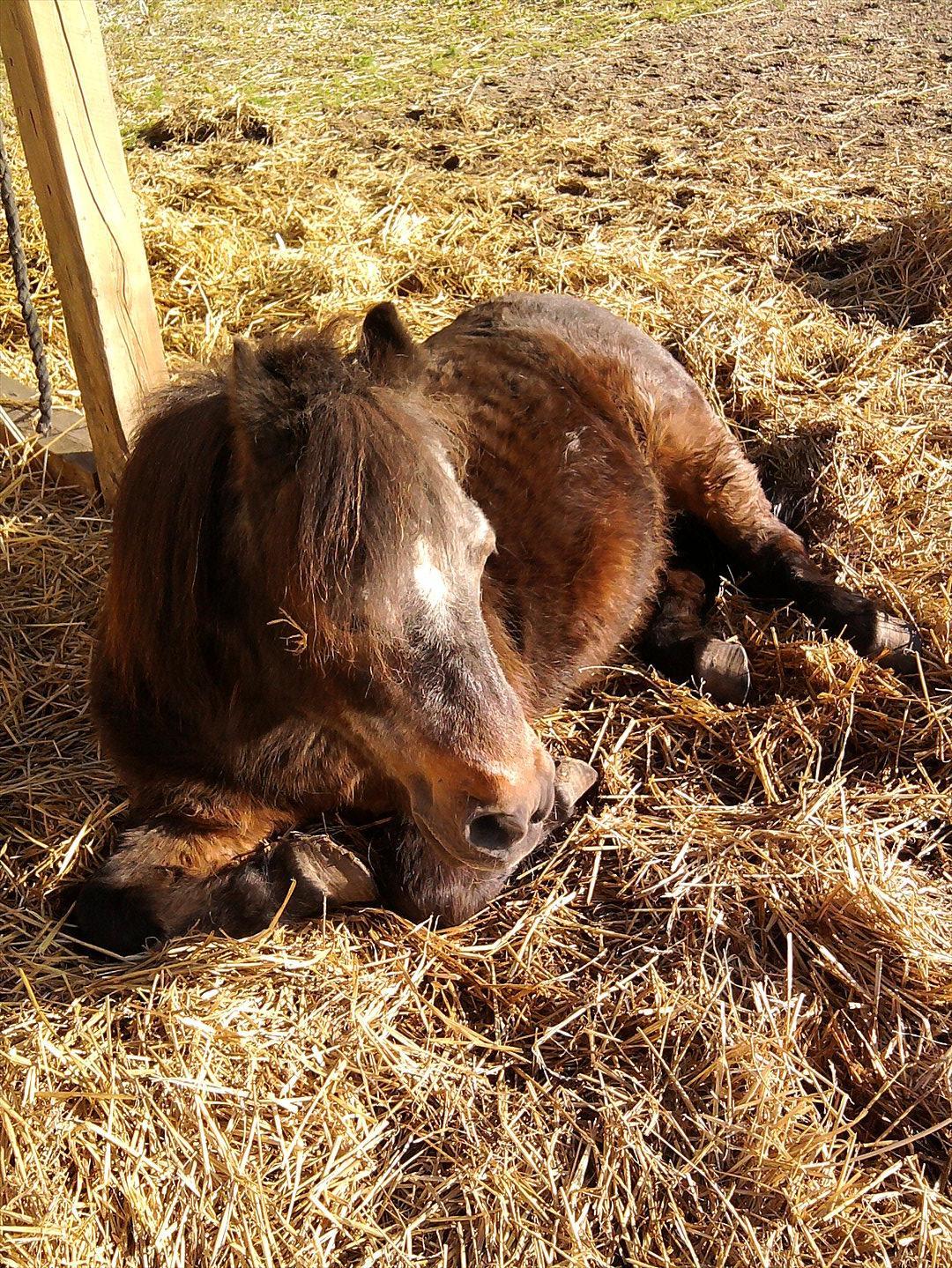 Shetlænder Jonas billede 9