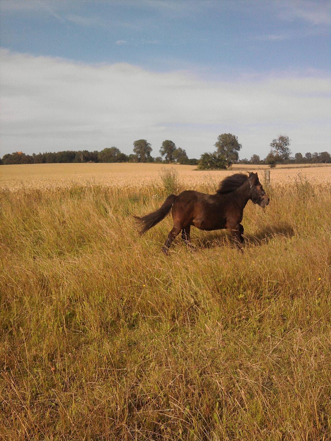 Shetlænder Jonas billede 8