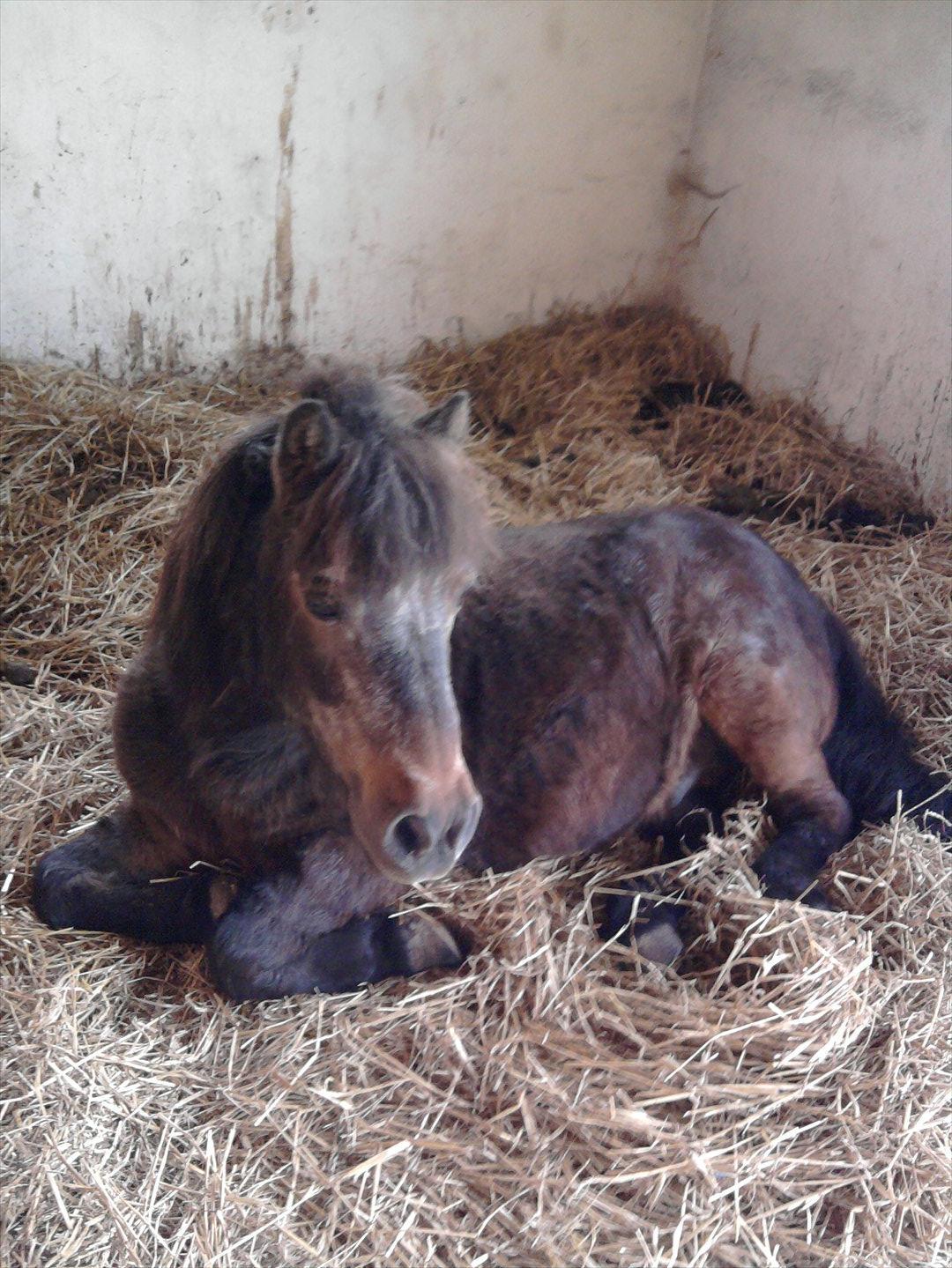 Shetlænder Jonas billede 10