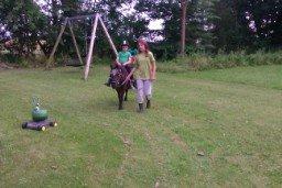 Shetlænder Jonas billede 11