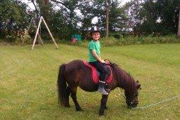 Shetlænder Jonas billede 12