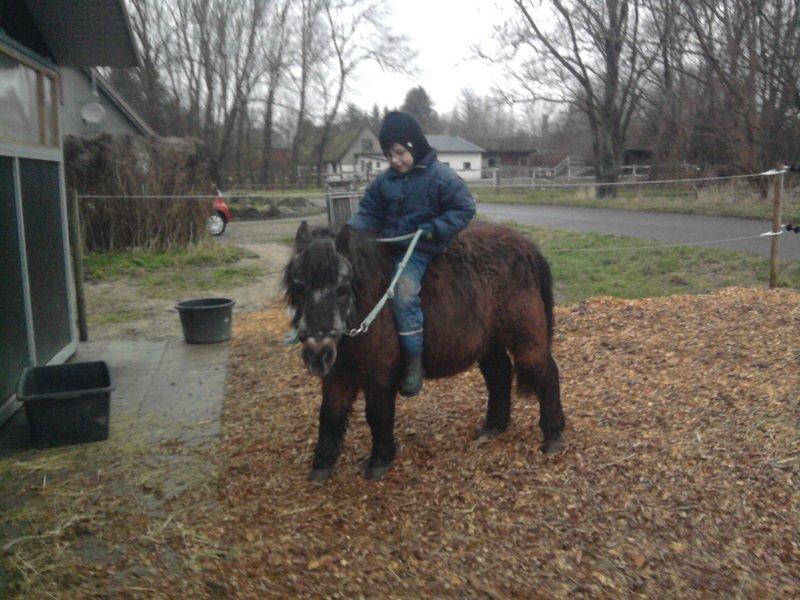 Shetlænder Jonas billede 13