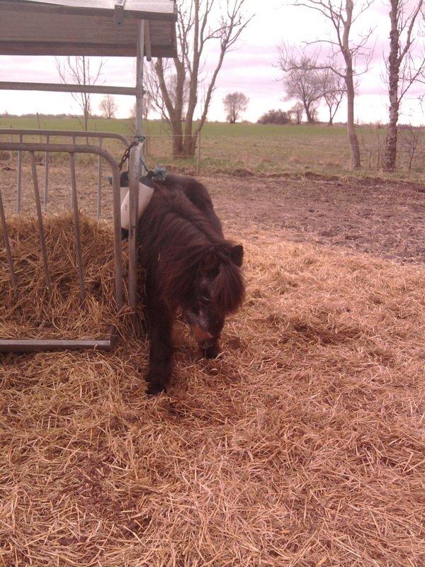 Shetlænder Jonas billede 14