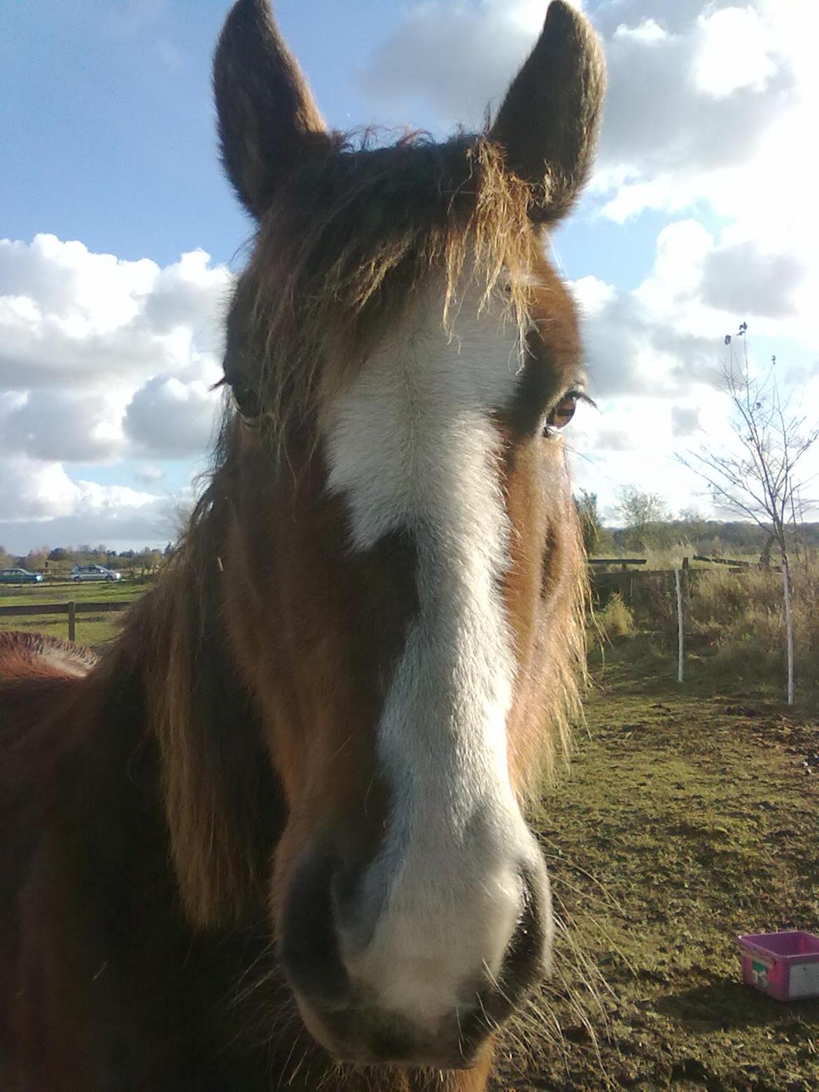 Anden særlig race Luna - Min smukke dejlige og skønne part<3<3 billede 1