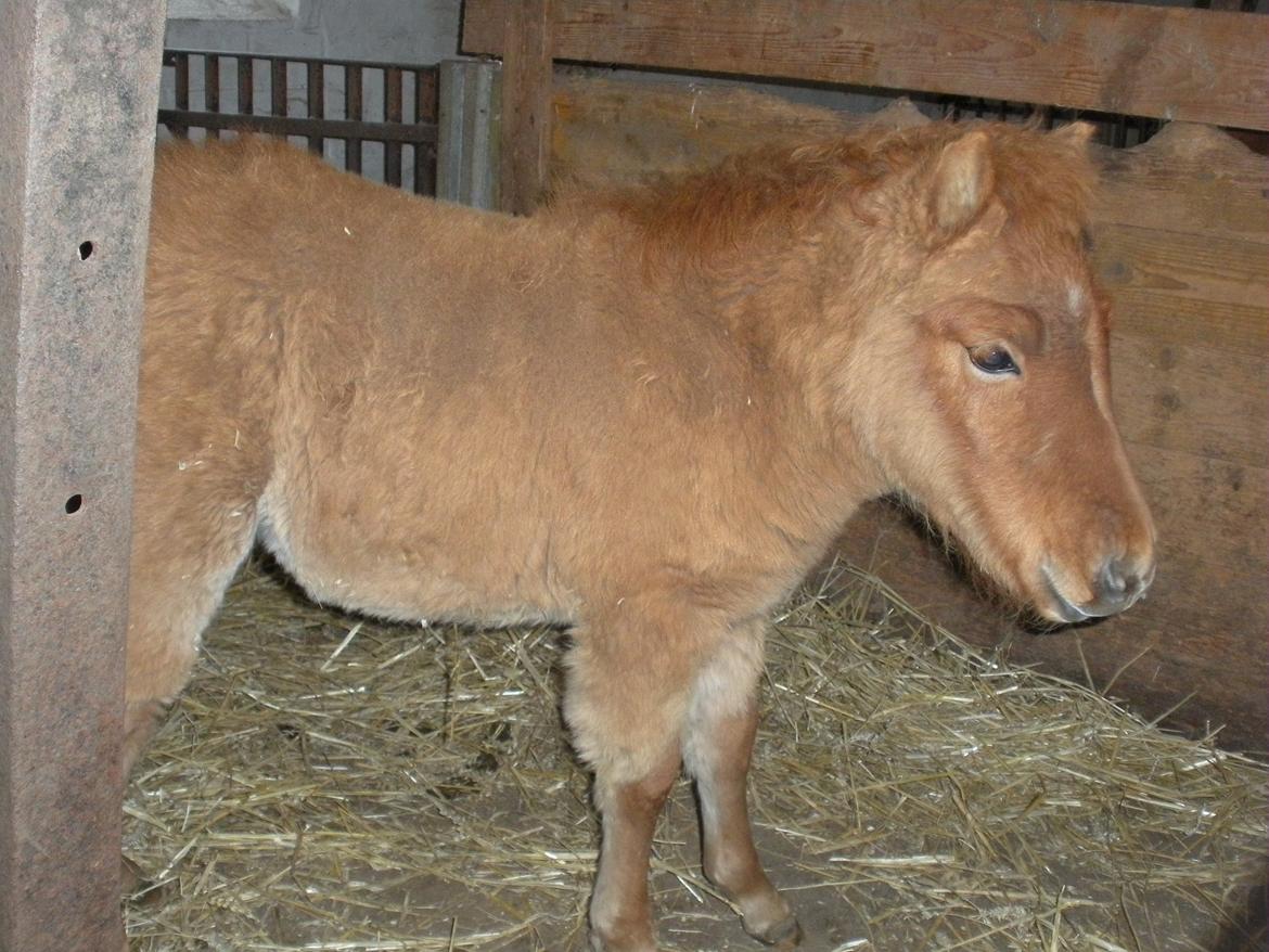 Shetlænder Bad Romance billede 4