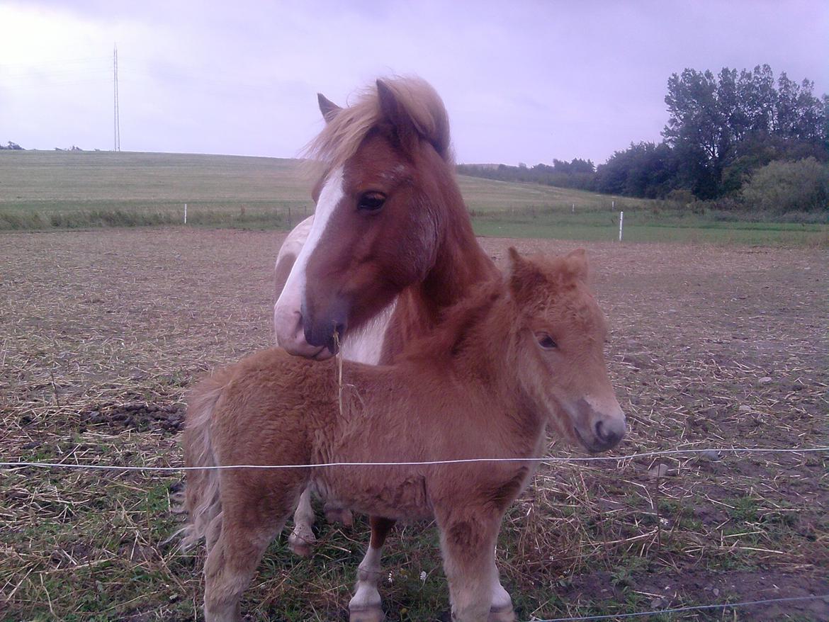 Shetlænder Bad Romance - Bad Romance og mor Soreia billede 5