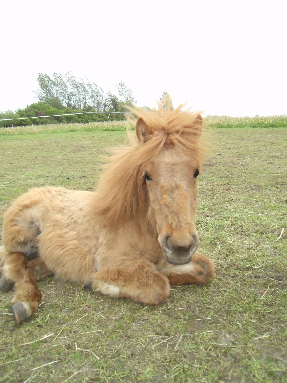 Shetlænder Bad Romance billede 6