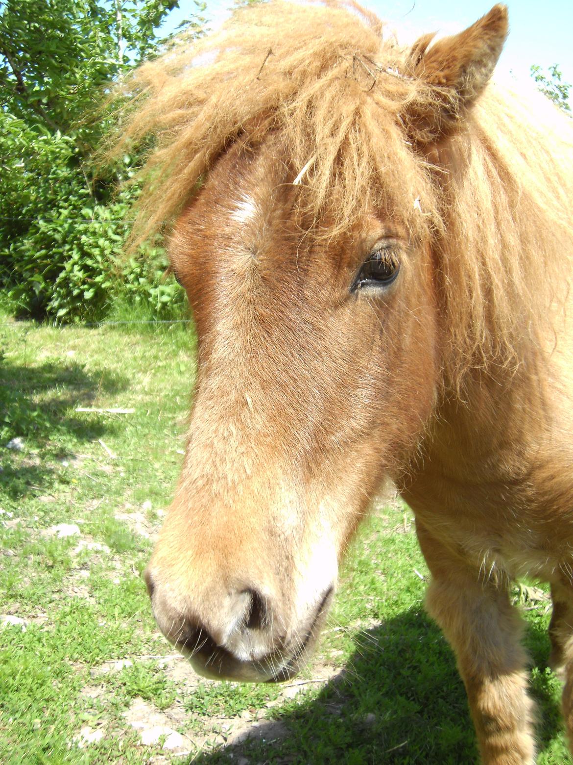 Shetlænder Bad Romance billede 2