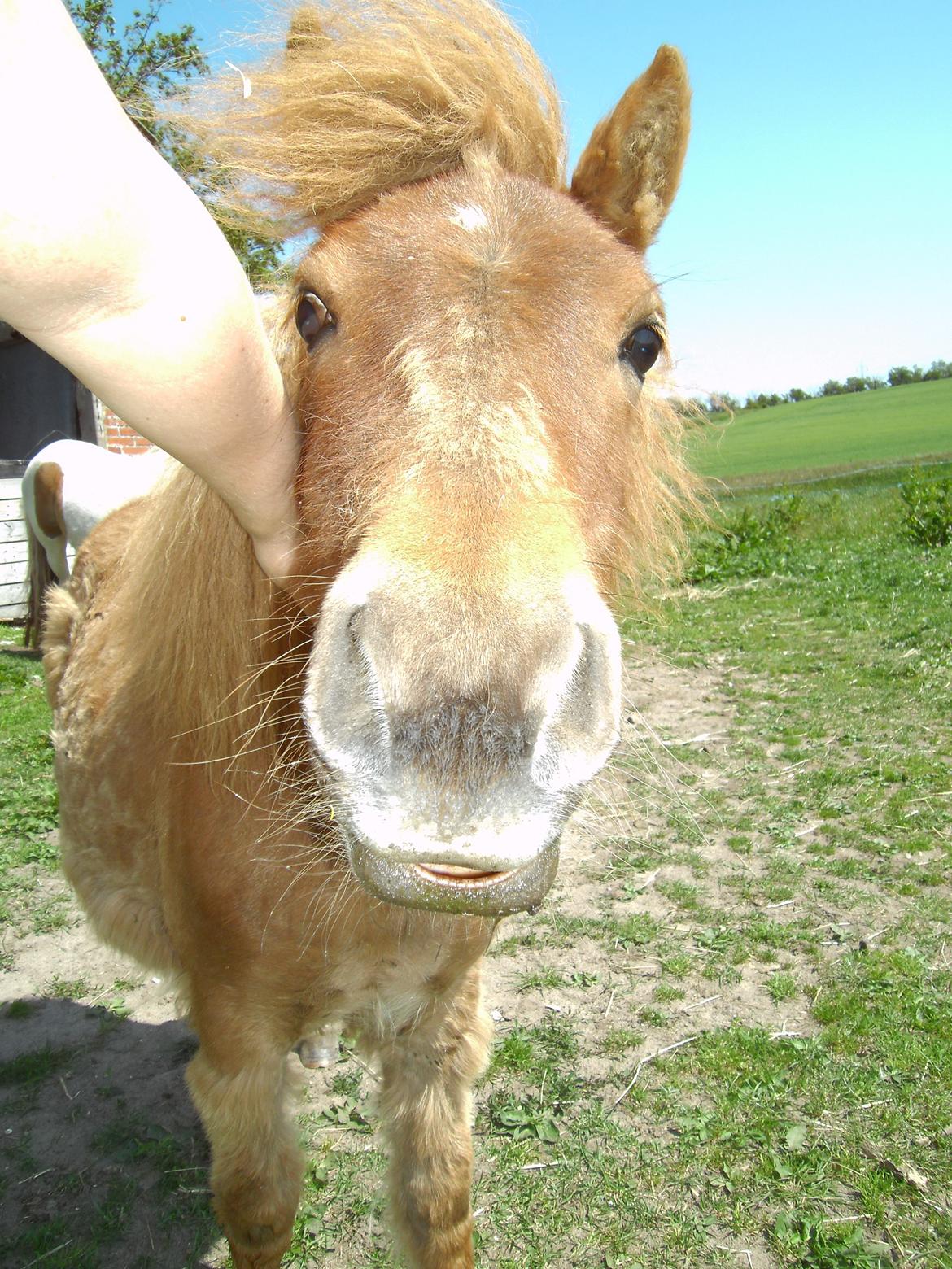 Shetlænder Bad Romance billede 3