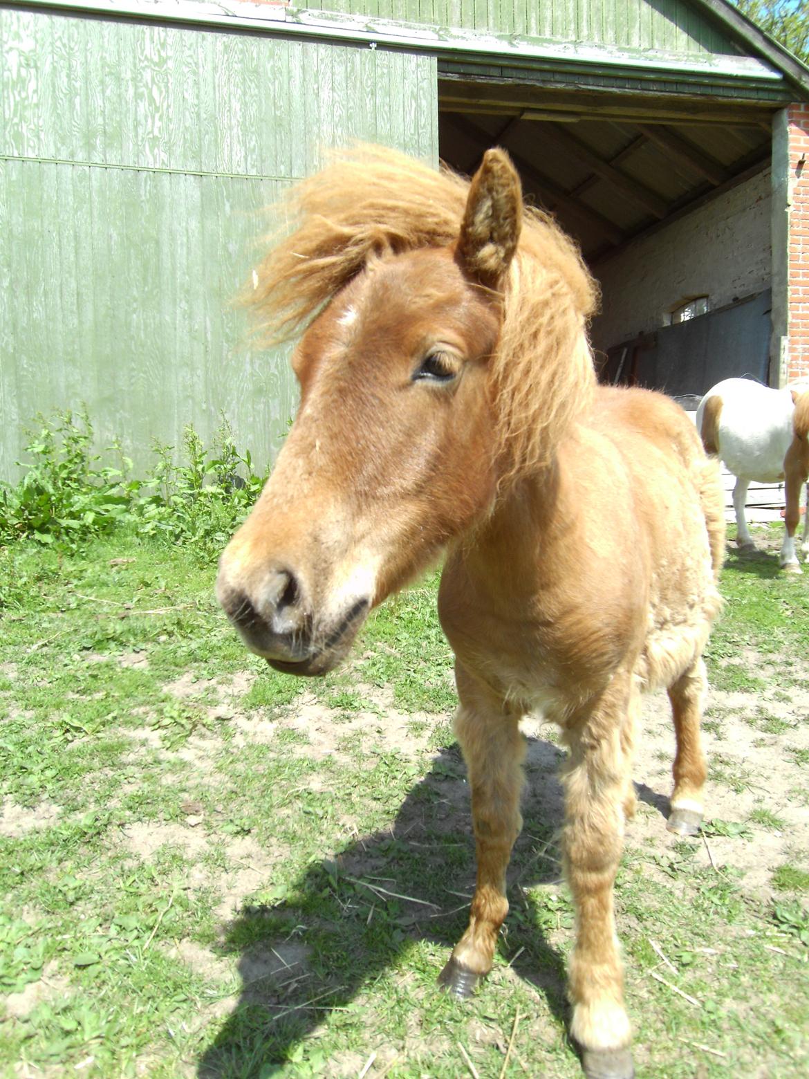 Shetlænder Bad Romance billede 1