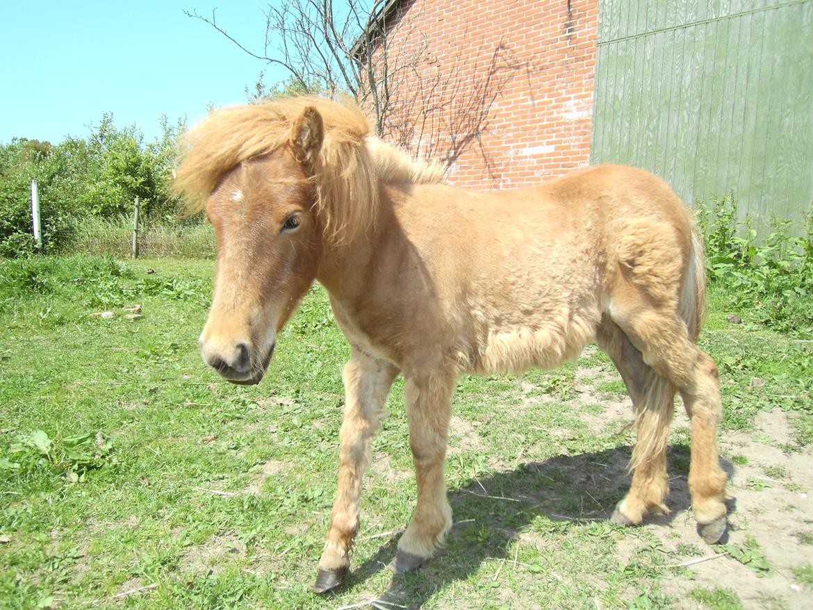 Shetlænder Bad Romance billede 7