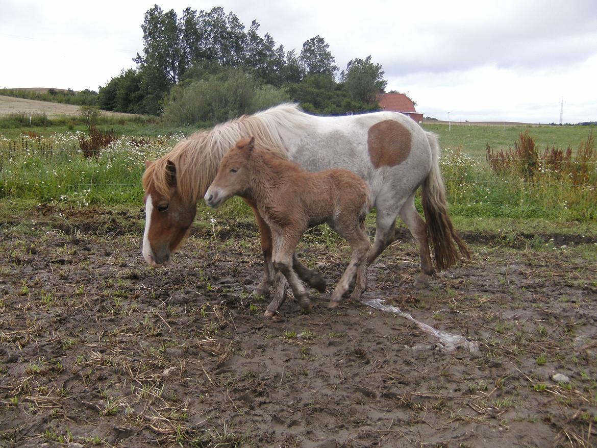 Shetlænder Bad Romance billede 8
