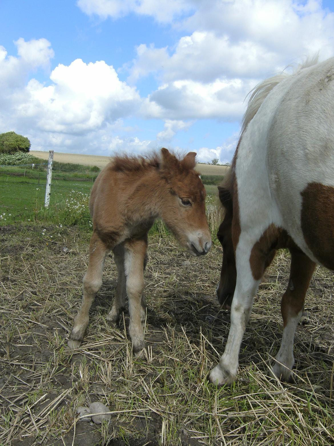 Shetlænder Bad Romance billede 9
