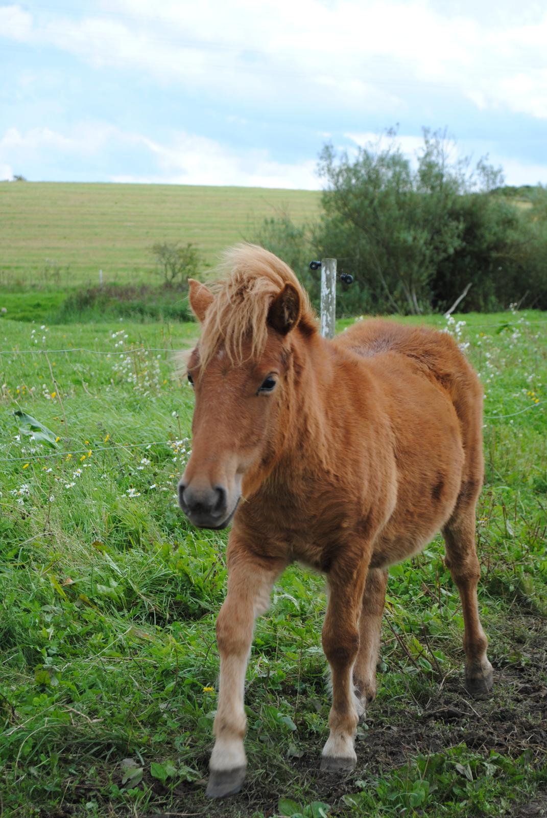 Shetlænder Bad Romance billede 10
