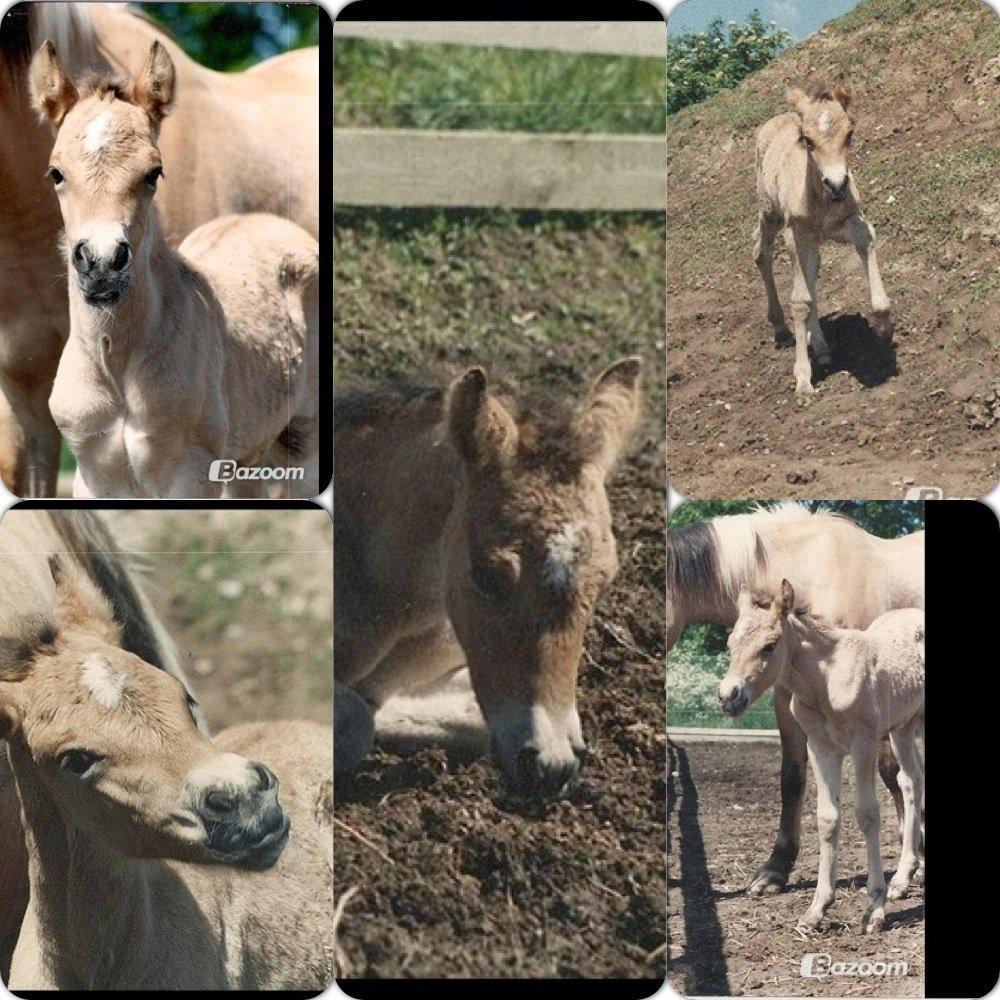 Anden særlig race Klakkebjergs la chevalle - Lille dejlige føllebølle Vilde <3  billede 4