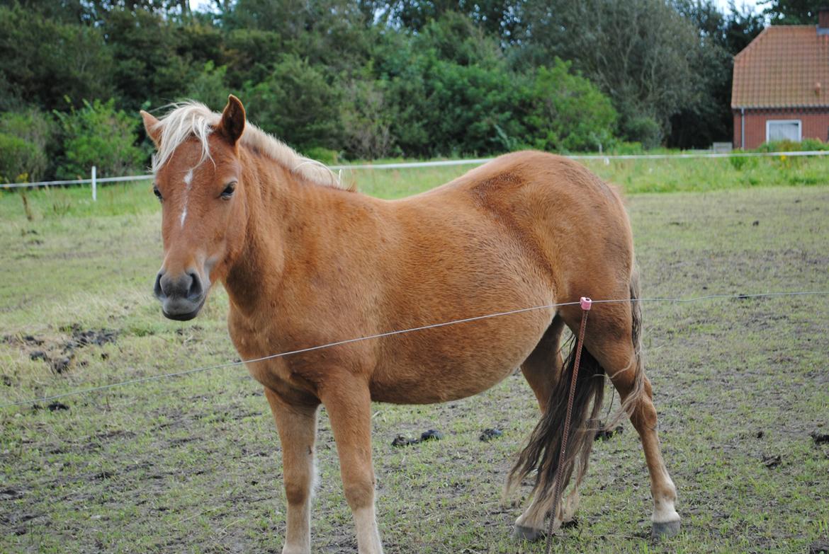 Shetlænder Pokerface billede 3