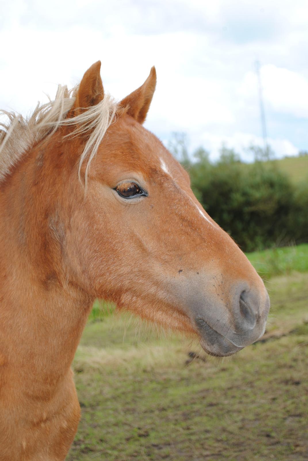 Shetlænder Pokerface billede 4