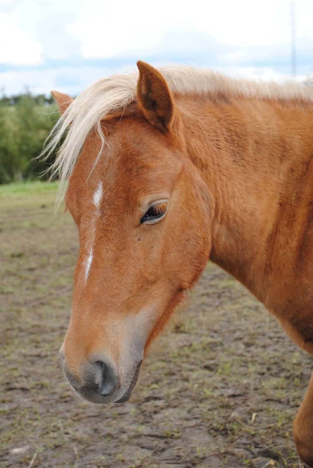 Shetlænder Pokerface billede 1
