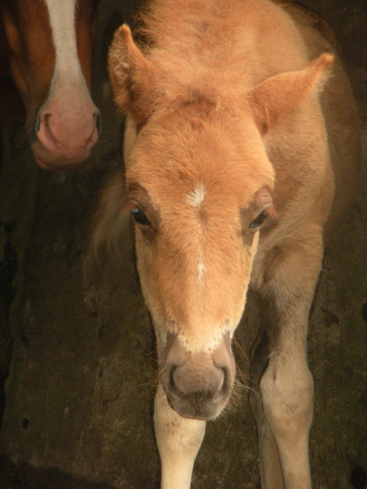 Shetlænder Pokerface billede 5