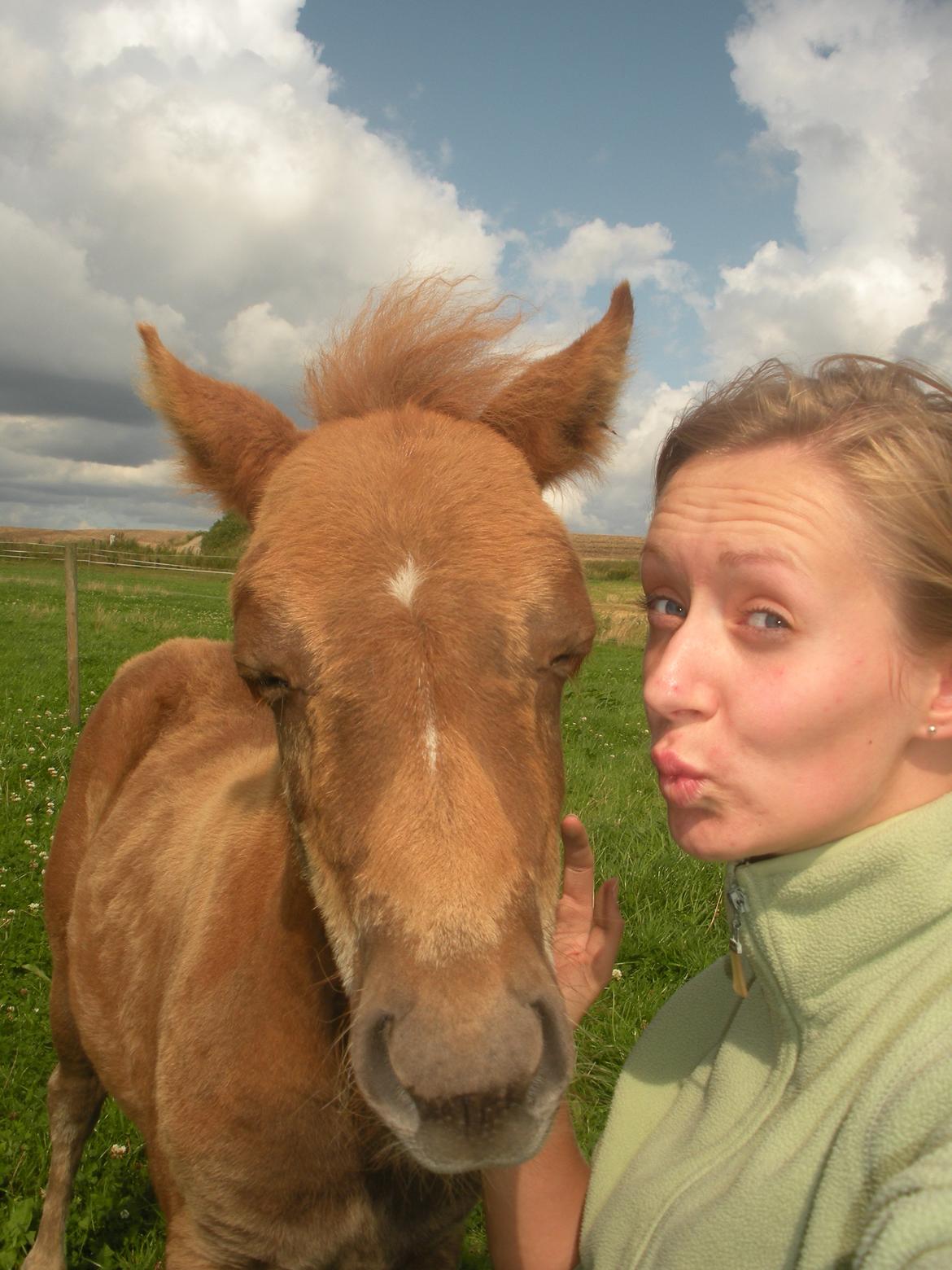 Shetlænder Pokerface billede 6