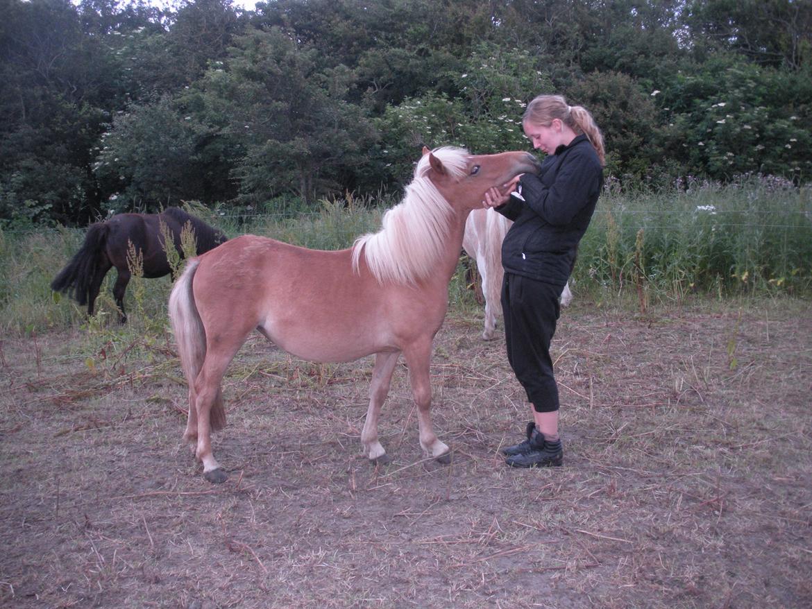 Shetlænder Pokerface billede 7