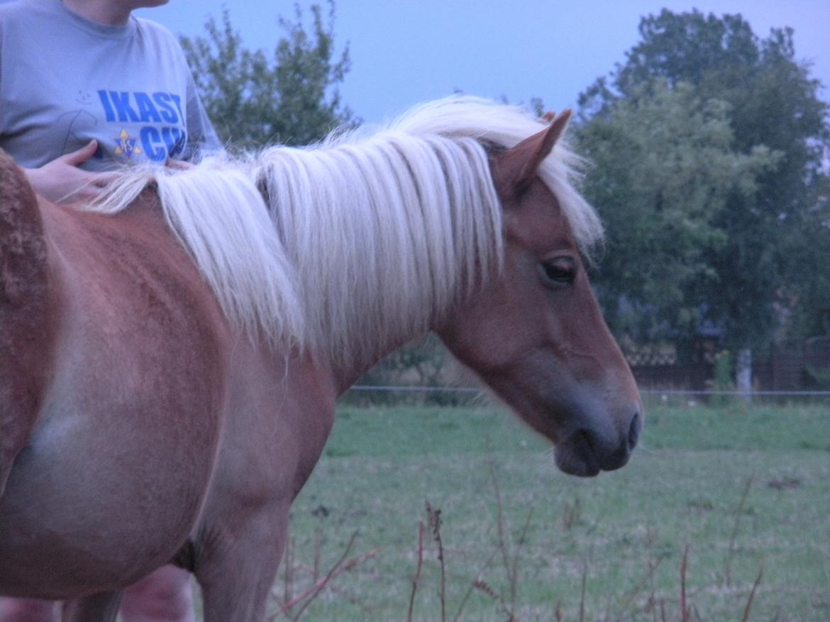 Shetlænder Pokerface billede 8