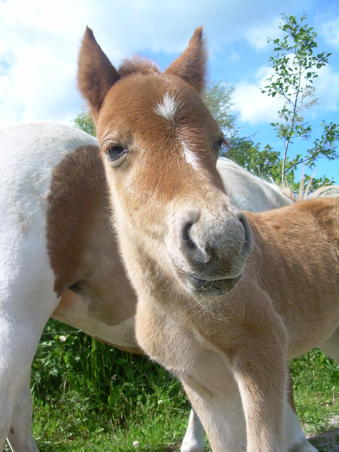 Shetlænder Pokerface billede 9