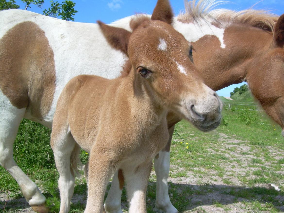 Shetlænder Pokerface billede 10