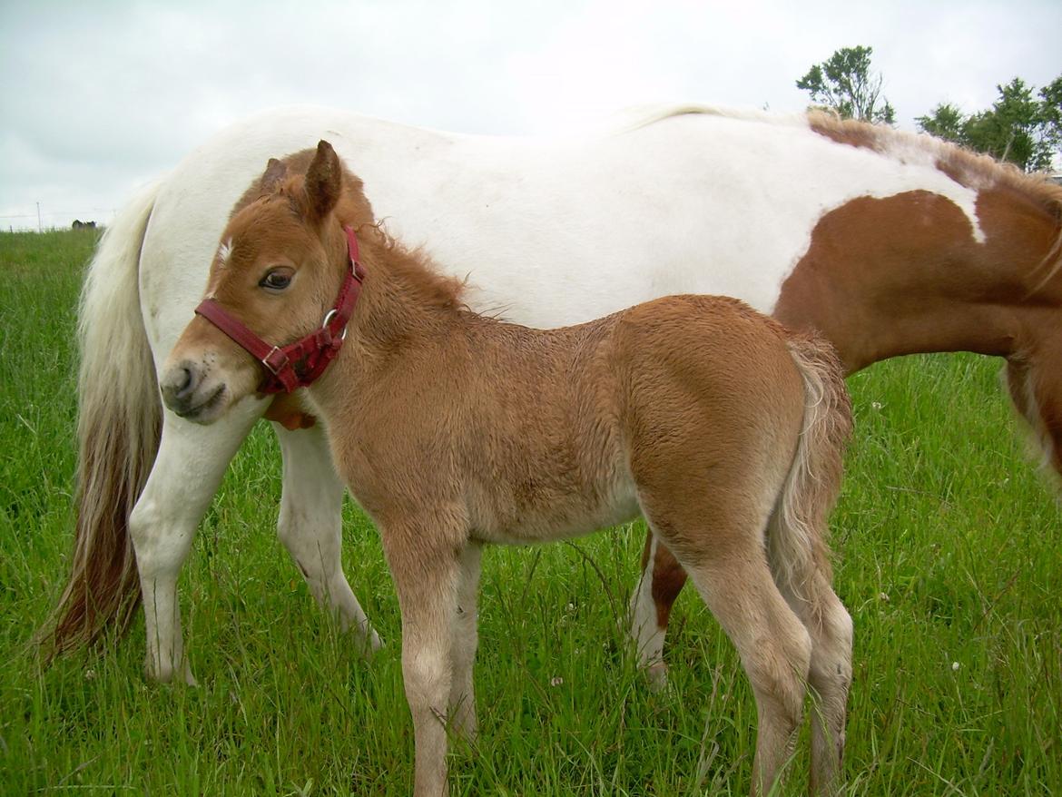 Shetlænder Pokerface billede 11