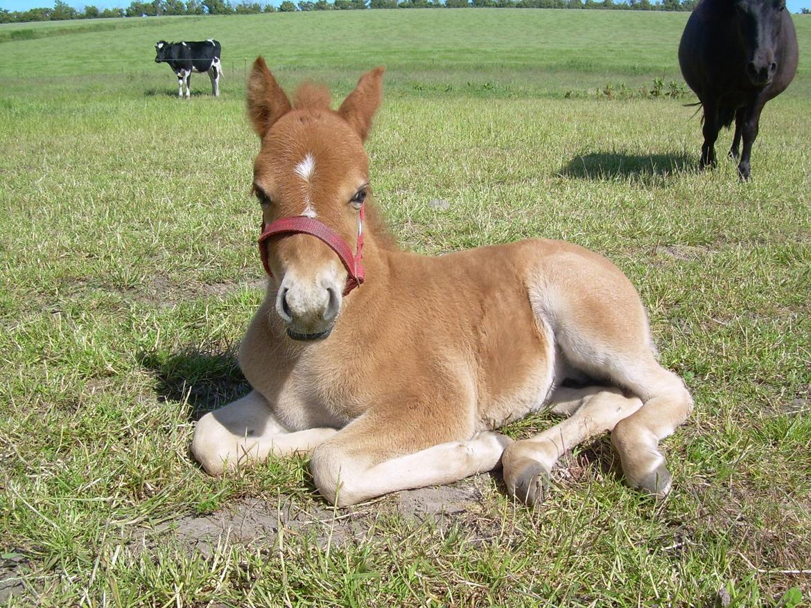 Shetlænder Pokerface billede 12