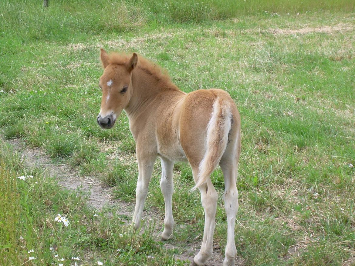 Shetlænder Pokerface billede 13