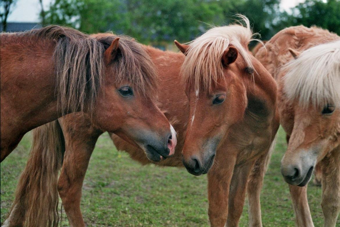 Shetlænder Pokerface billede 2