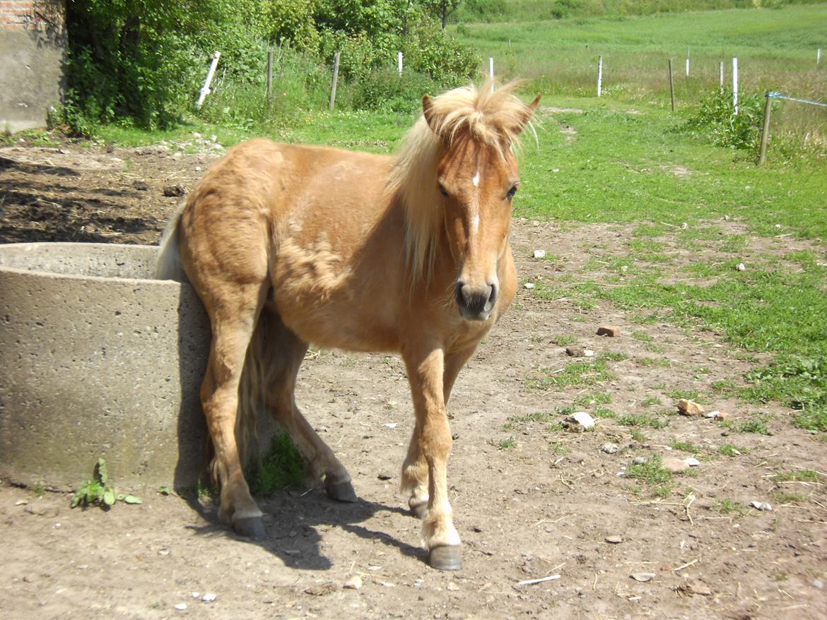 Shetlænder Pokerface billede 14