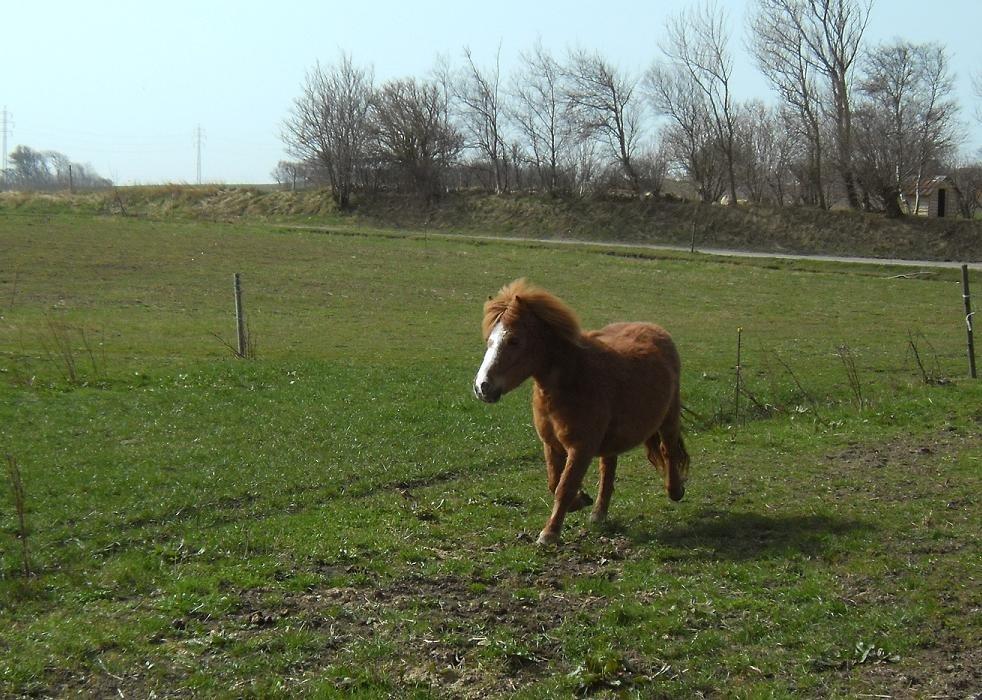 Shetlænder Rosa billede 5