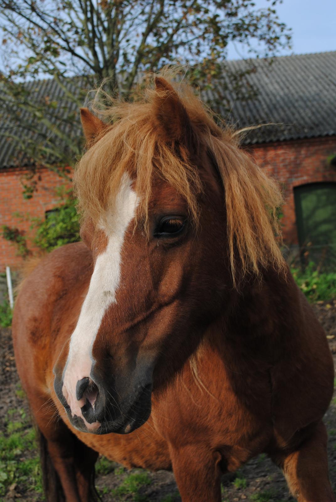 Shetlænder Rosa billede 3