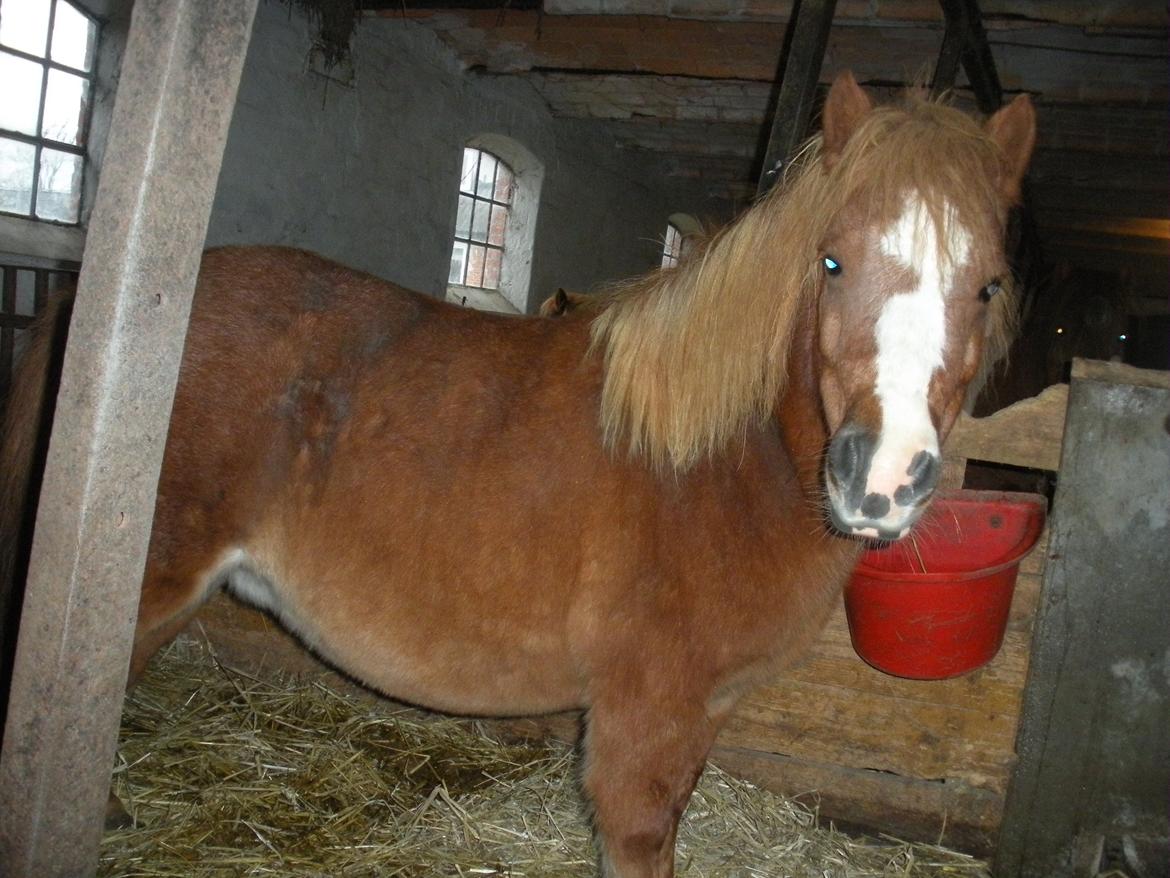 Shetlænder Rosa billede 6