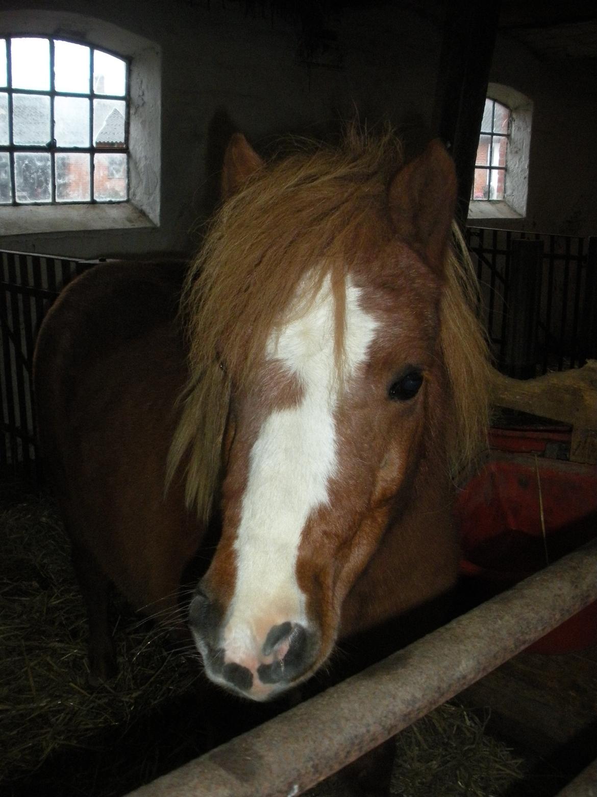 Shetlænder Rosa billede 7