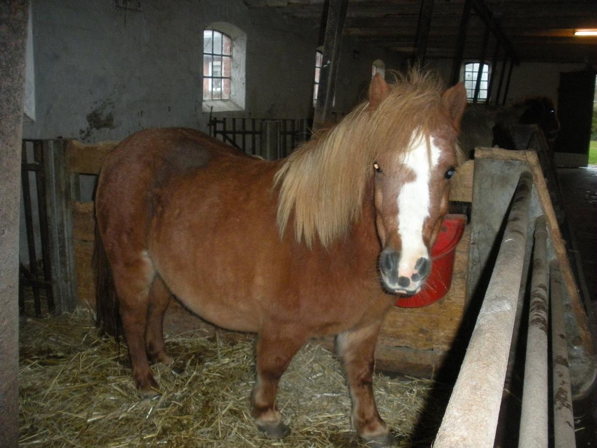 Shetlænder Rosa billede 8