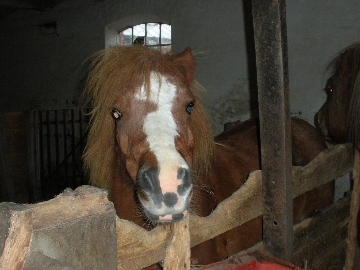 Shetlænder Rosa billede 9