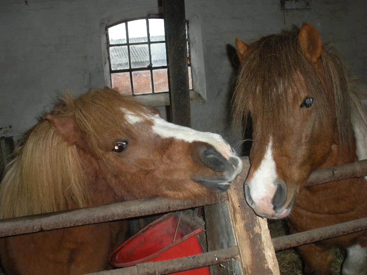Shetlænder Rosa billede 10