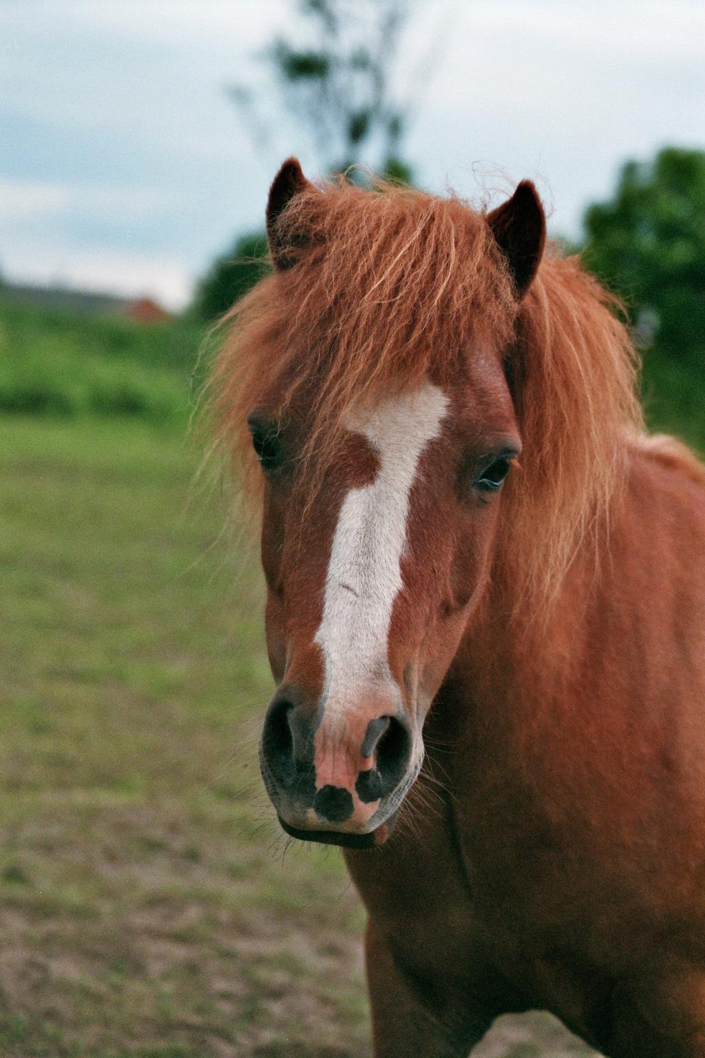 Shetlænder Rosa billede 1