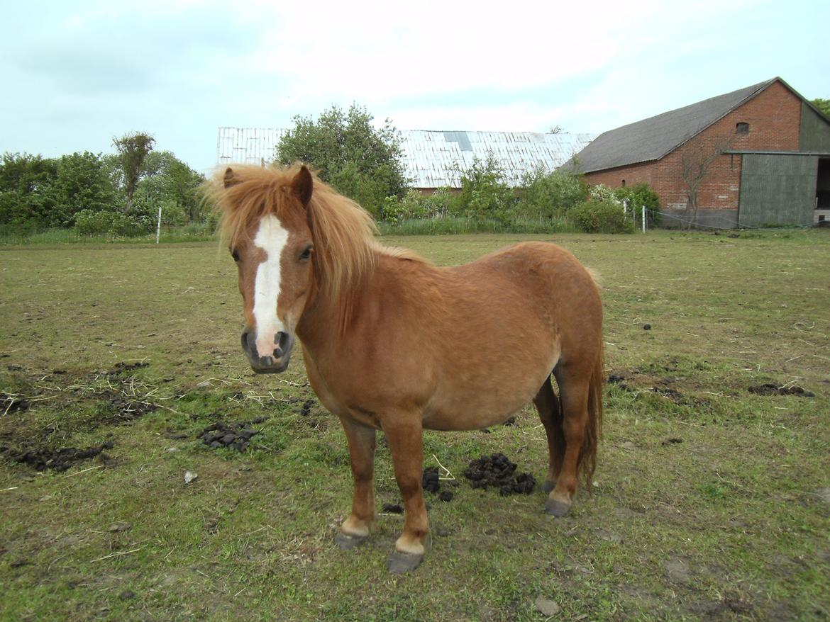 Shetlænder Rosa billede 4