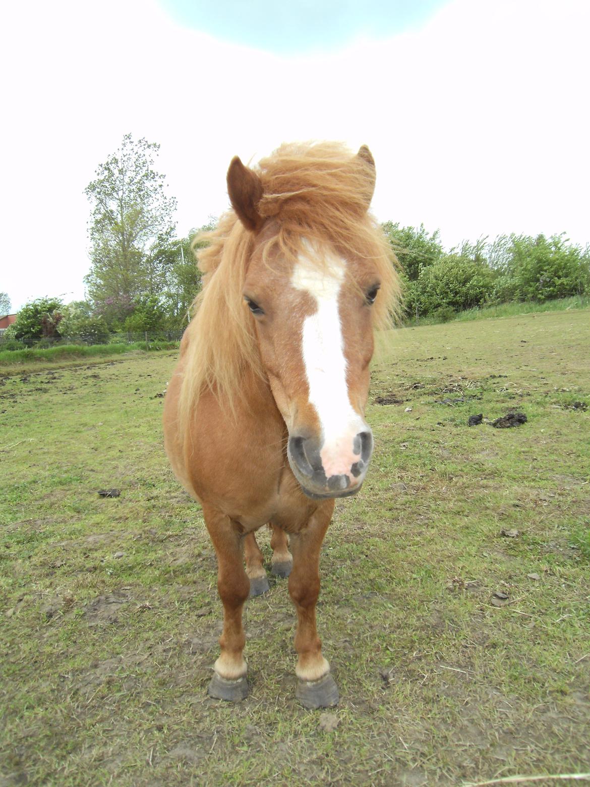Shetlænder Rosa billede 2