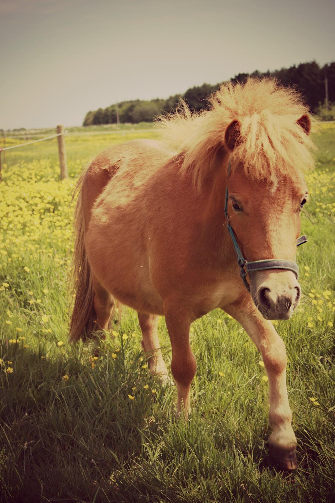 Miniature Lille Boysen (Trouble) billede 3