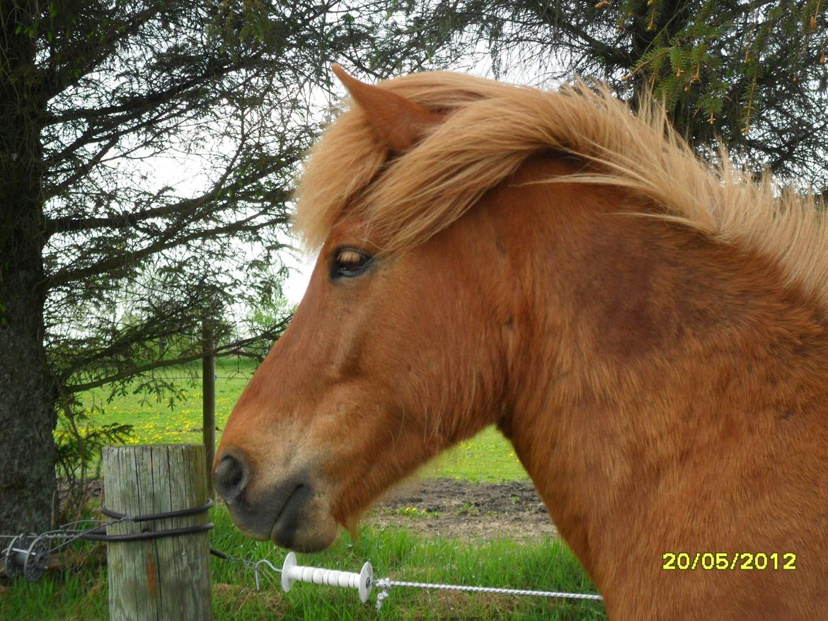 Islænder Loke fra xxx - Godt øje til damerne på den anden siden<3 Den dag jeg fik ham.. første tur på folden i hans nye hjem<3 Han venter på sine nye fold venner<3 billede 3