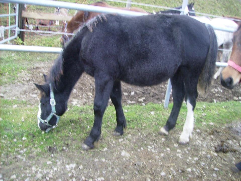 Tinker Jesper - Nyeste billede af Jesper uden føl pels.. billede 18