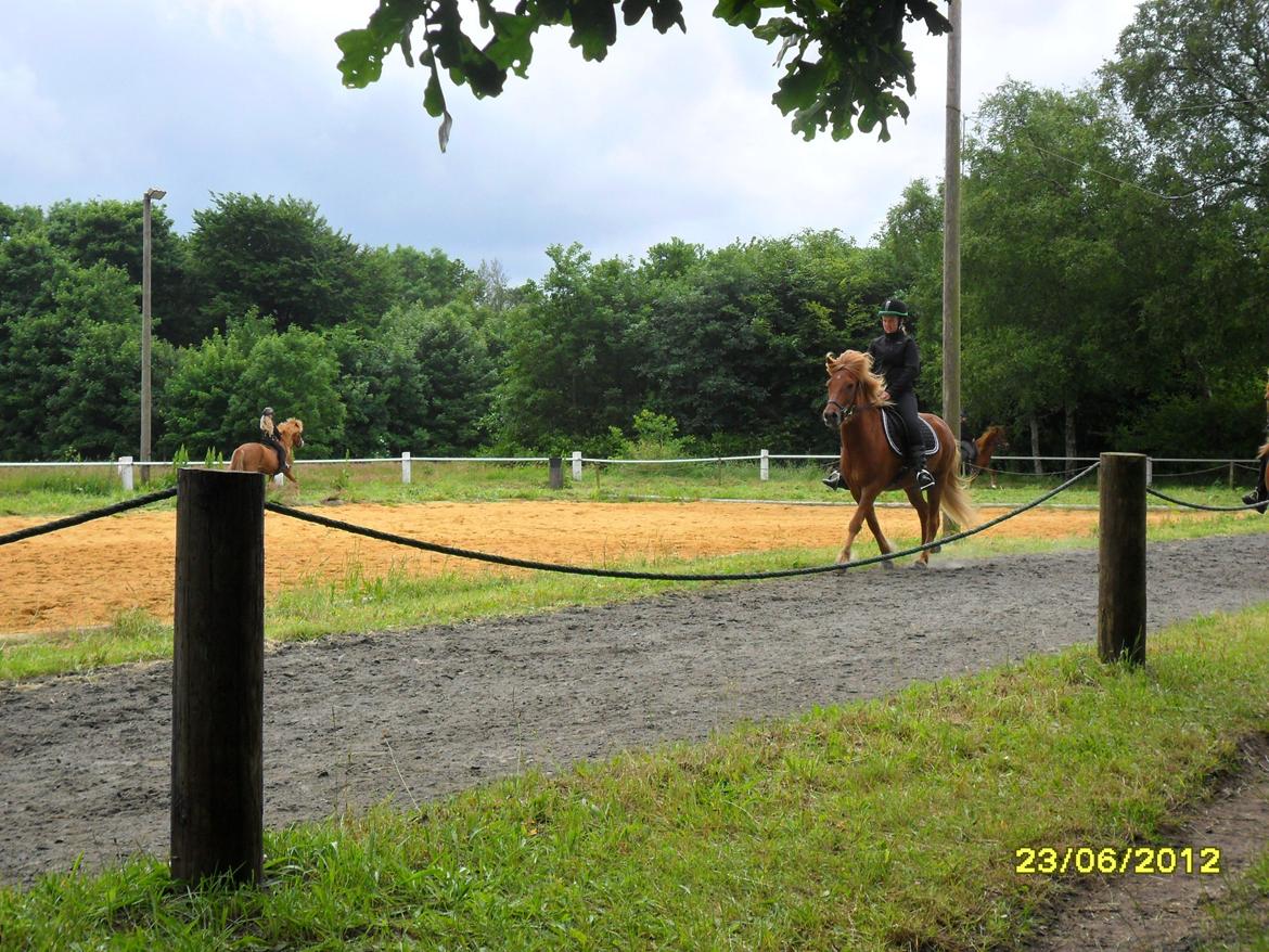 Islænder Loke fra xxx - Til stævne på Litla Isænder Rideklub<3 Vi fik en 5.plads i T8<3 Det er hans første stævne og han var meget bedre end jeg havde forventet<3 billede 5