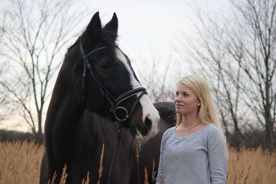 Dansk Varmblod Melissa - You are my song, when there is no song to play - d. 26 november 2012 billede 2