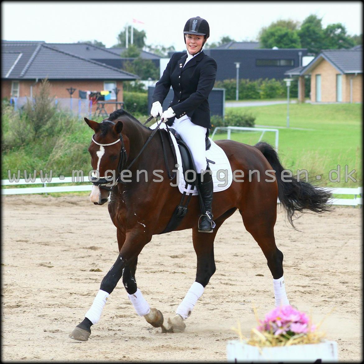 Dansk Varmblod Constantin - 1/9 - 2012. Foto: Mogens Jørgensen. Nibe cup 2012 <3 billede 15